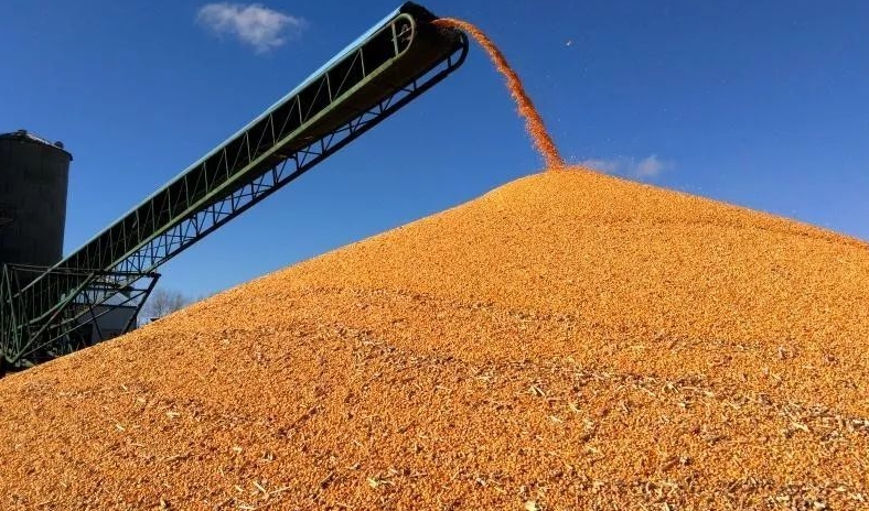 Corn products prices fall in August 2024