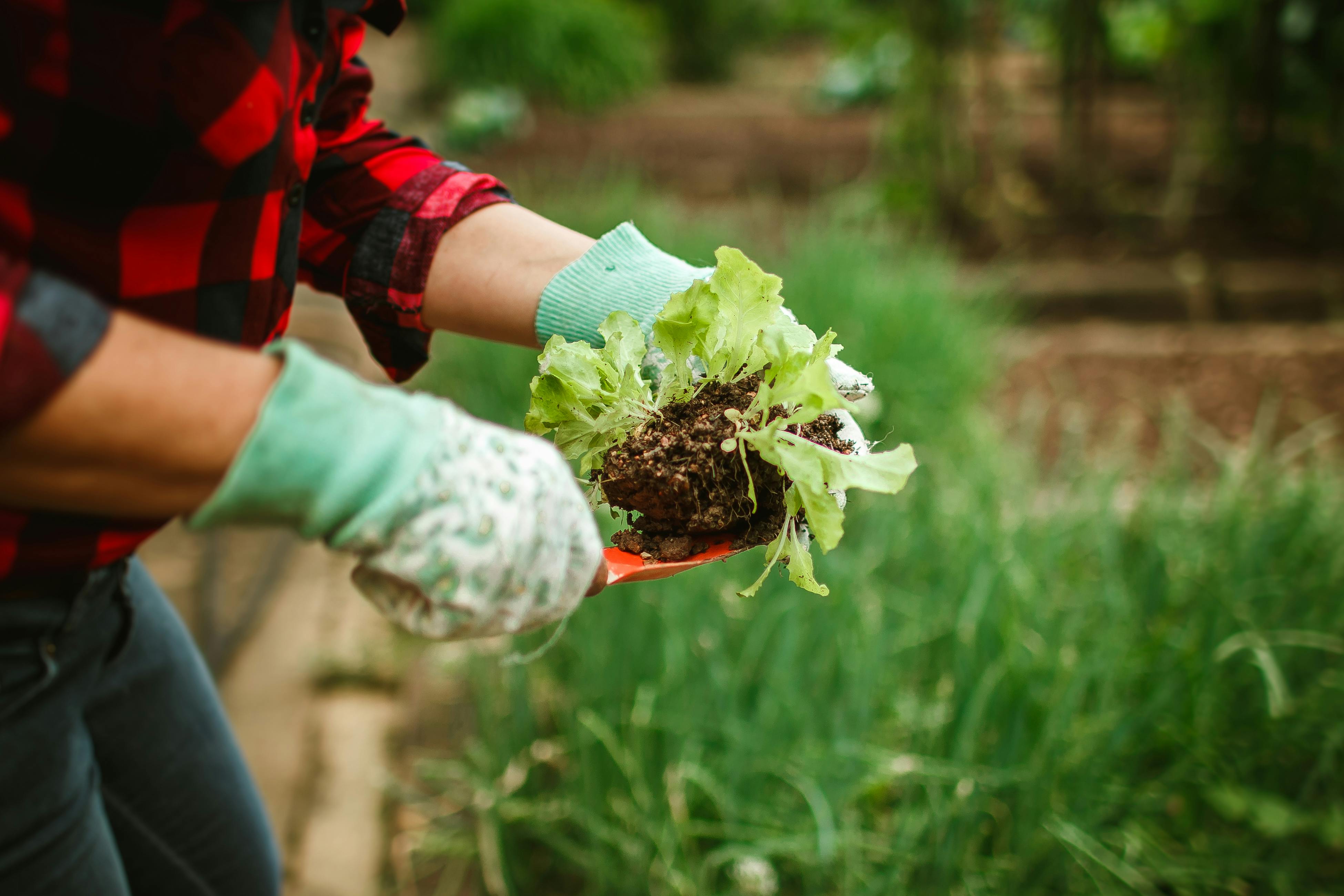 Insight into Pesticide Market: Current Analysis and Future Trajectories